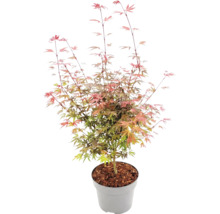 Japansk lönn Acer palmatum i grå plastkruka med täckbark, fint flikiga blad.