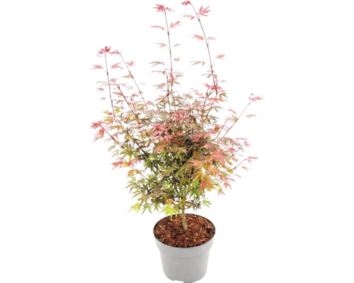 Japansk lönn Acer palmatum i grå plastkruka med täckbark, fint flikiga blad.