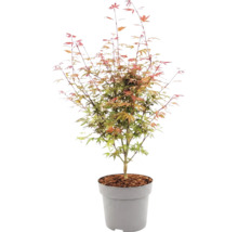 Japansk lönn Acer palmatum i plastkruka med täckbark.