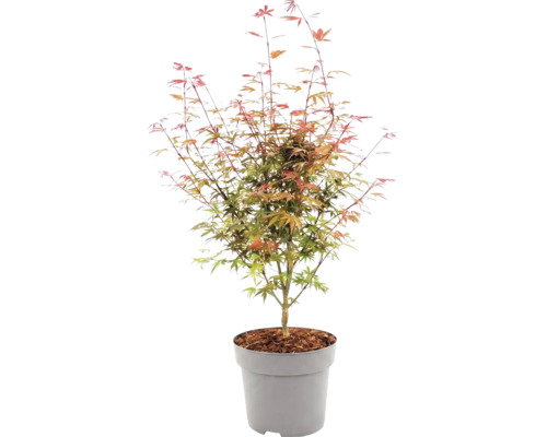 Japansk lönn Acer palmatum i plastkruka med täckbark.