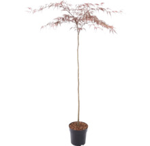 Röd japansk lönn i en svart kruka med finflikiga blad och smal stam.
