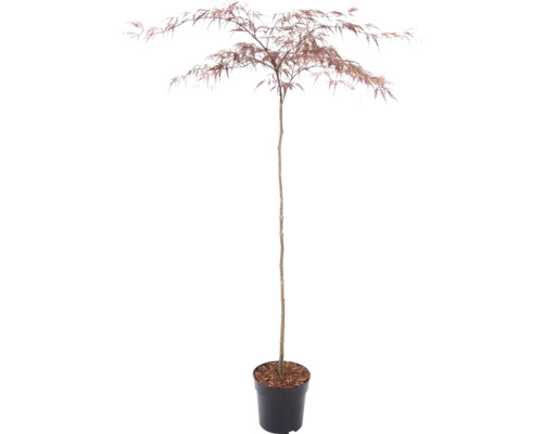 Röd japansk lönn i en svart kruka med finflikiga blad och smal stam.