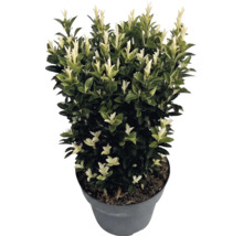Japansk benved Euonymus japonicus Paloma Blanca i kruka med mörkgröna blad och vita skott.