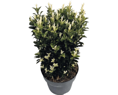 Japansk benved Euonymus japonicus Paloma Blanca i kruka med mörkgröna blad och vita skott.