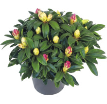 Städsegrön rhododendron med många knoppar i en mörk kruka.
