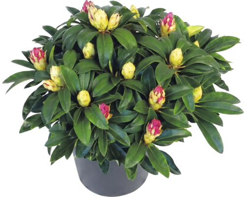 Städsegrön rhododendron med många knoppar i en mörk kruka.