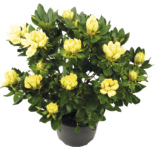 Gulblommande rhododendron med gröna blad i en svart plastkruka.