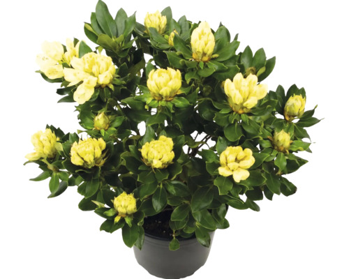 Gulblommande rhododendron med gröna blad i en svart plastkruka.