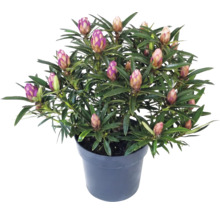Rhododendron i plastkruka med många slutna blomknoppar och smala gröna blad.
