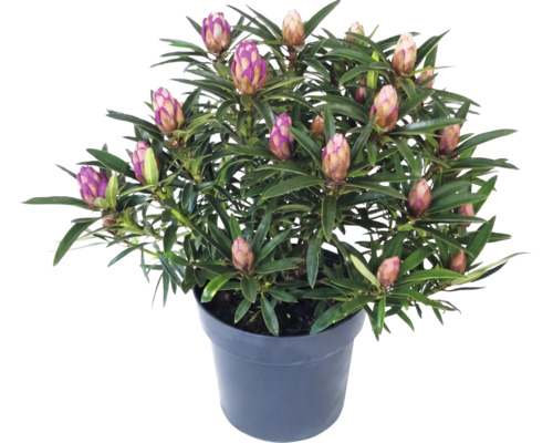 Rhododendron i plastkruka med många slutna blomknoppar och smala gröna blad.