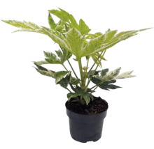 Fatsia japonica Spiders Web med vitbrokiga blad i en svart odlingskruka.