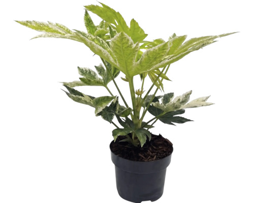 Fatsia japonica Spiders Web med vitbrokiga blad i en svart odlingskruka.