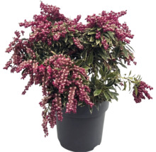 Pieris japonica buskrosling med brokiga blad och rosa blomknoppar i en mörk kruka.