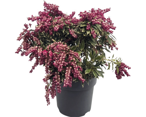 Pieris japonica buskrosling med brokiga blad och rosa blomknoppar i en mörk kruka.