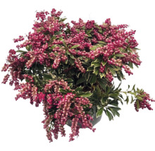 Buskrosling Pieris japonica med hängande blomklasar och brokiga blad.