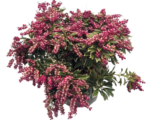Buskrosling Pieris japonica med hängande blomklasar och brokiga blad.