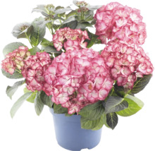 Hortensia med rosa blommor och gröna blad i en blå kruka.