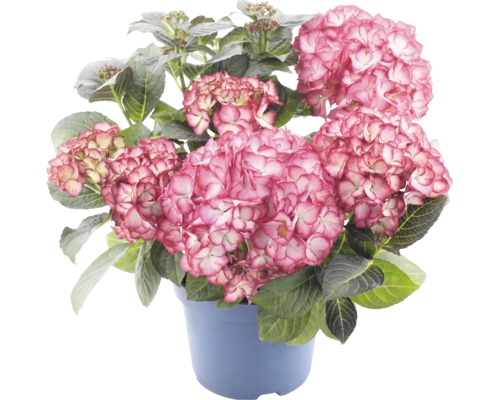 Hortensia med rosa blommor och gröna blad i en blå kruka.