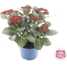 Hortensia Hydrangea macrophylla i kruka med mörkgröna blad och knoppar, samt en detaljbild på en utslagen blomma.