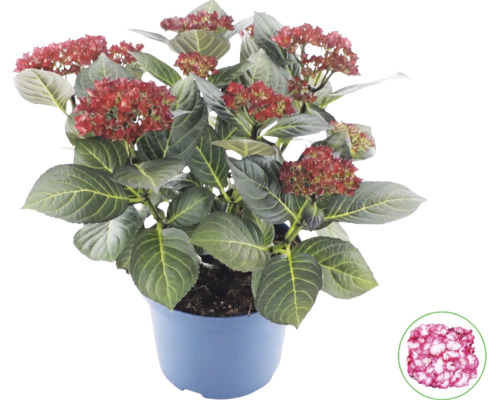 Hortensia Hydrangea macrophylla i kruka med mörkgröna blad och knoppar, samt en detaljbild på en utslagen blomma.