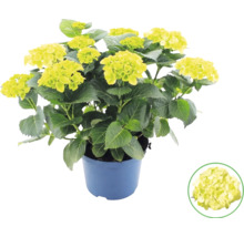 Hortensia Hydrangea macrophylla i kruka med limegröna blommor.