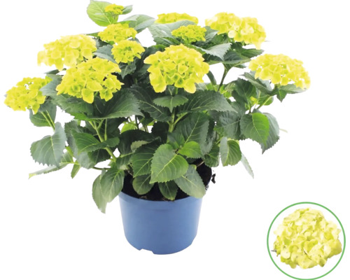 Hortensia Hydrangea macrophylla i kruka med limegröna blommor.