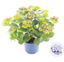 Hortensia Hydrangea macrophylla i blå plastkruka med gröna blad och knoppar samt en symbol för blomfärgen.