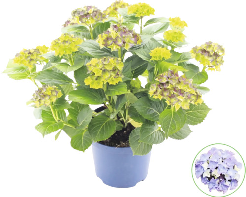 Hortensia Hydrangea macrophylla i blå plastkruka med gröna blad och knoppar samt en symbol för blomfärgen.