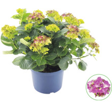 Hortensia i kruka med detaljvy av en rosa blomma.