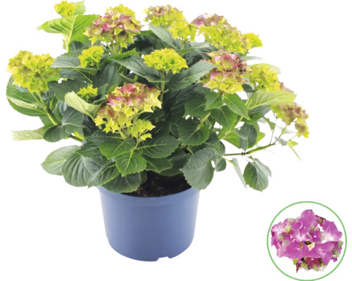 Hortensia i kruka med detaljvy av en rosa blomma.