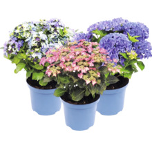 Tre hortensior i blå krukor med rosa, blå och violetta blommor och gröna blad.
