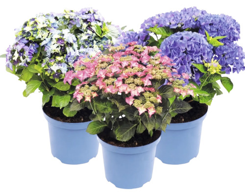 Tre hortensior i blå krukor med rosa, blå och violetta blommor och gröna blad.