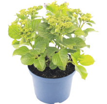 Hortensia i blå kruka med gröna blad och knoppar