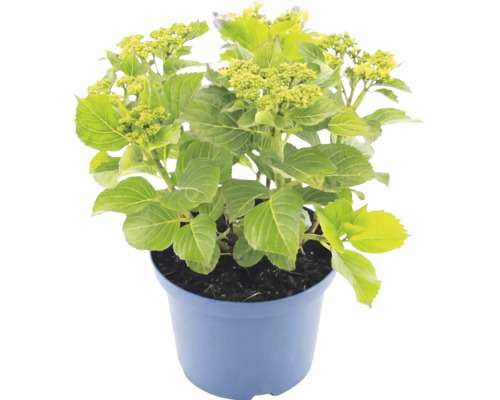Hortensia i blå kruka med gröna blad och knoppar