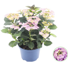 Hortensia Hydrangea macrophylla med rosa-gula blommor i plastkruka.