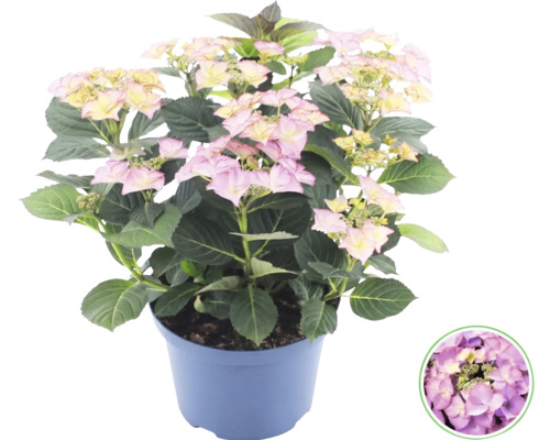 Hortensia Hydrangea macrophylla med rosa-gula blommor i plastkruka.