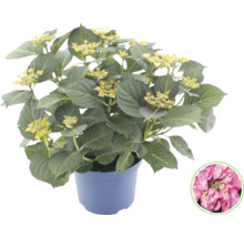 Hortensia Hydrangea macrophylla i kruka med gröna blad och blomknoppar samt en detaljbild av en rosa blomma.