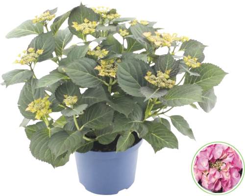 Hortensia Hydrangea macrophylla i kruka med gröna blad och blomknoppar samt en detaljbild av en rosa blomma.