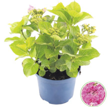 Hortensia i kruka med gröna blad och knoppar, samt en detaljbild av den rosa blomman.