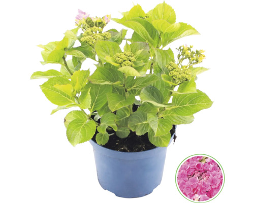 Hortensia i kruka med gröna blad och knoppar, samt en detaljbild av den rosa blomman.