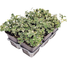 Klätterbenved Euonymus fortunei i små krukor i ett transportbrätte.