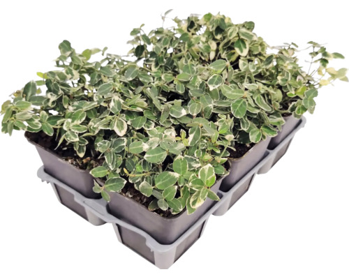Klätterbenved Euonymus fortunei i små krukor i ett transportbrätte.