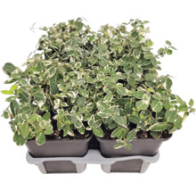 Klätterbenved Euonymus fortunei med vitgröna blad i odlingskrukor på en transportbricka.