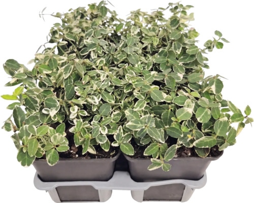 Klätterbenved Euonymus fortunei med vitgröna blad i odlingskrukor på en transportbricka.