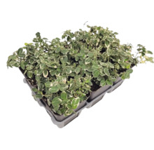 Markytäckande Euonymus fortunei i ett odlingsbräde med flera enskilda plantor och brokiga blad.
