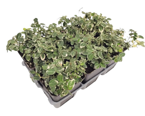 Markytäckande Euonymus fortunei i ett odlingsbräde med flera enskilda plantor och brokiga blad.