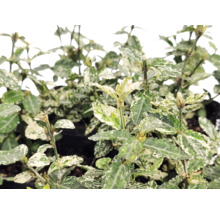 Klätterbenved Euonymus fortunei med vitbrokiga blad.