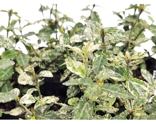 Klätterbenved Euonymus fortunei med vitbrokiga blad.