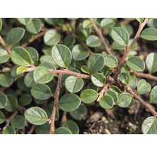 Närbild av oxbär (Cotoneaster dammeri) med små ovala gröna blad på rödbruna grenar.