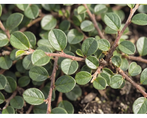 Närbild av oxbär (Cotoneaster dammeri) med små ovala gröna blad på rödbruna grenar.